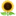 🌻